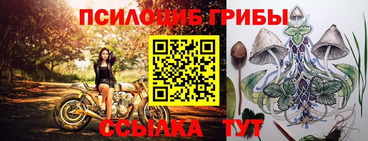 Галлюциногенные грибы Psilocybe Воткинск